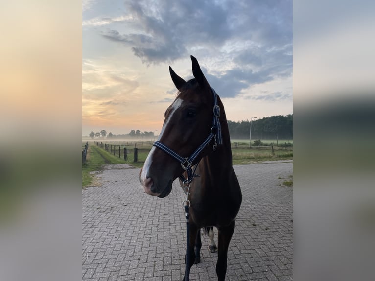 KWPN Stute 4 Jahre 167 cm Brauner in Hardenberg