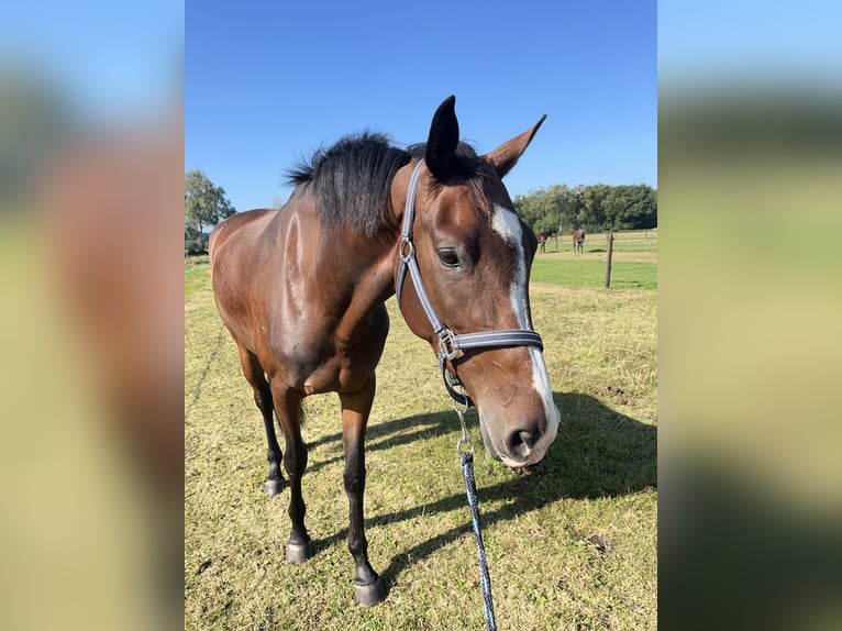 KWPN Stute 4 Jahre 167 cm Brauner in Hardenberg
