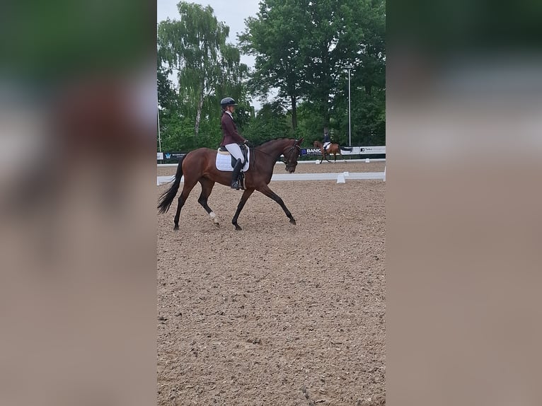 KWPN Stute 4 Jahre 167 cm Brauner in Hardenberg
