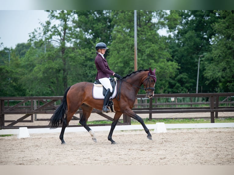 KWPN Stute 4 Jahre 167 cm Brauner in Hardenberg