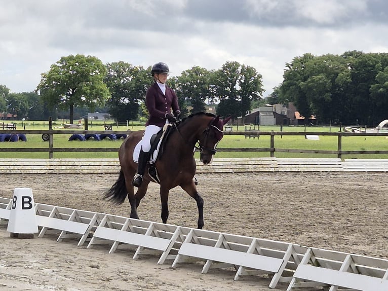 KWPN Stute 4 Jahre 167 cm Brauner in Hardenberg
