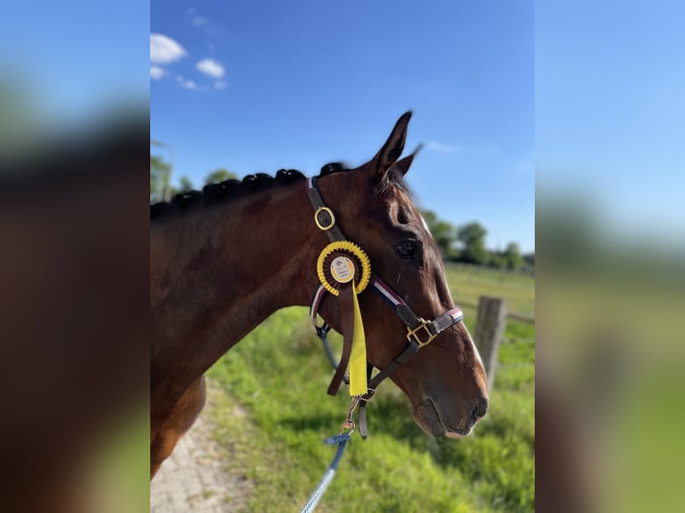 KWPN Stute 4 Jahre 167 cm Brauner in Hardenberg