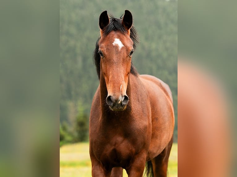 KWPN Stute 4 Jahre 167 cm Brauner in Sankt Vith