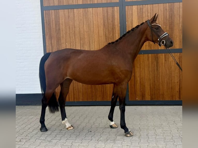 KWPN Stute 4 Jahre 167 cm Brauner in Münster