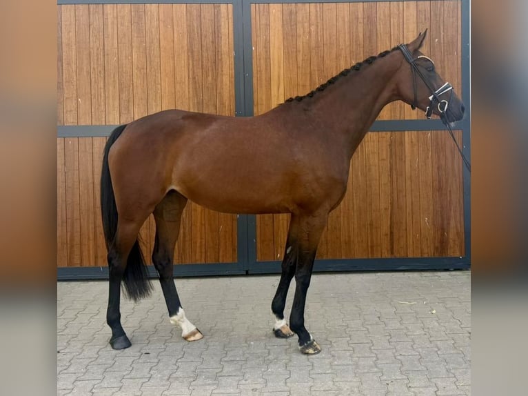 KWPN Stute 4 Jahre 167 cm Brauner in Münster