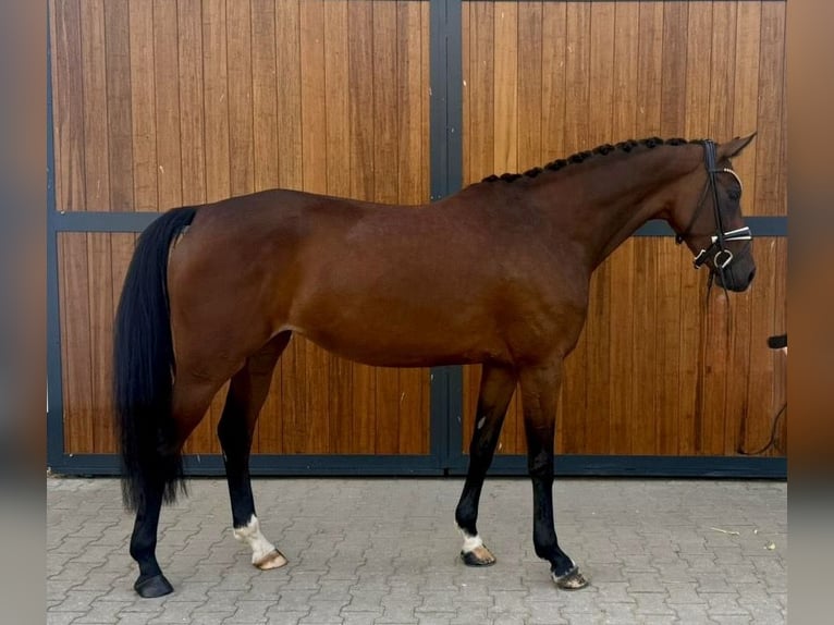 KWPN Stute 4 Jahre 167 cm Brauner in Münster
