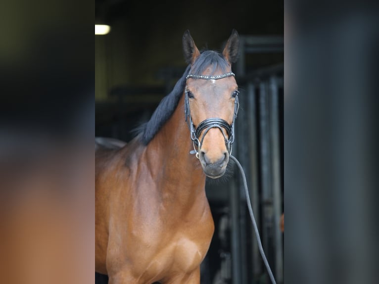 KWPN Stute 4 Jahre 167 cm Brauner in Burgh-Haamstede