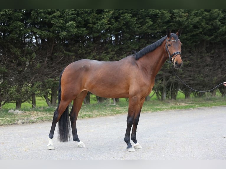 KWPN Stute 4 Jahre 167 cm Brauner in Burgh-Haamstede