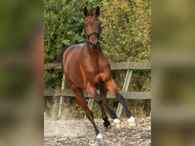 KWPN Stute 4 Jahre 167 cm Brauner in Burgh-Haamstede