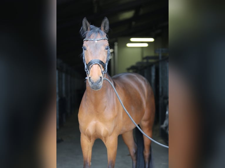 KWPN Stute 4 Jahre 167 cm Brauner in Burgh-Haamstede