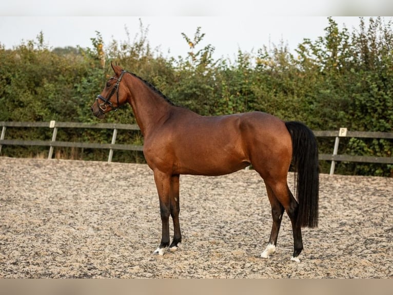 KWPN Stute 4 Jahre 167 cm Brauner in Burgh-Haamstede