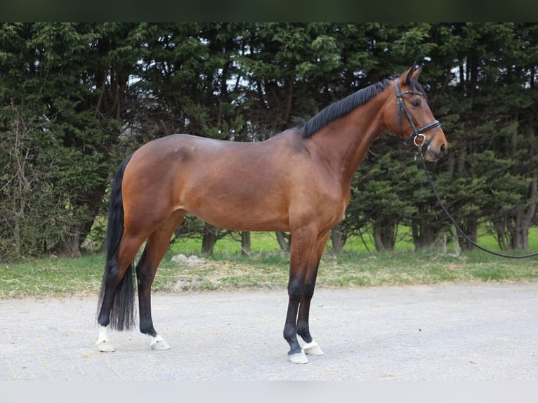KWPN Stute 4 Jahre 167 cm Brauner in Burgh-Haamstede