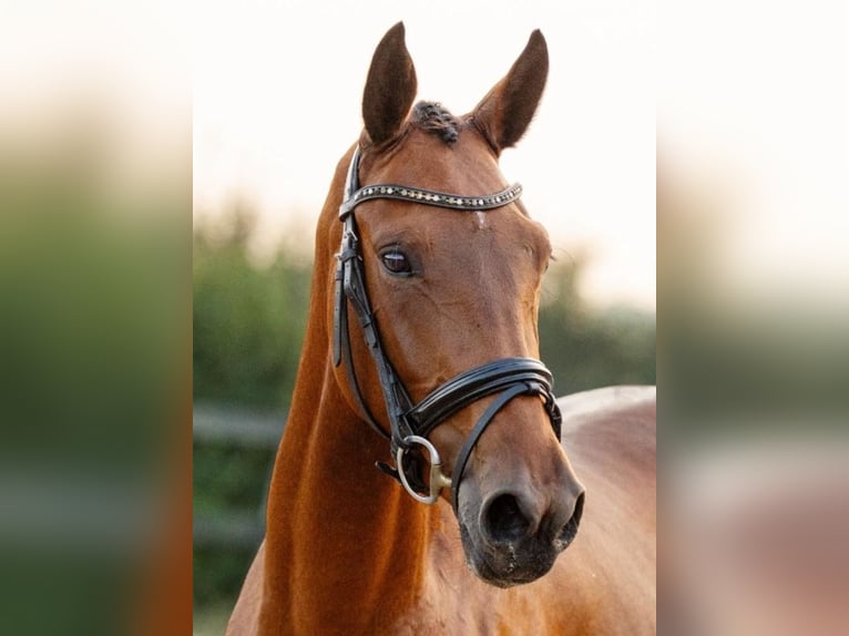KWPN Stute 4 Jahre 167 cm Brauner in Burgh-Haamstede
