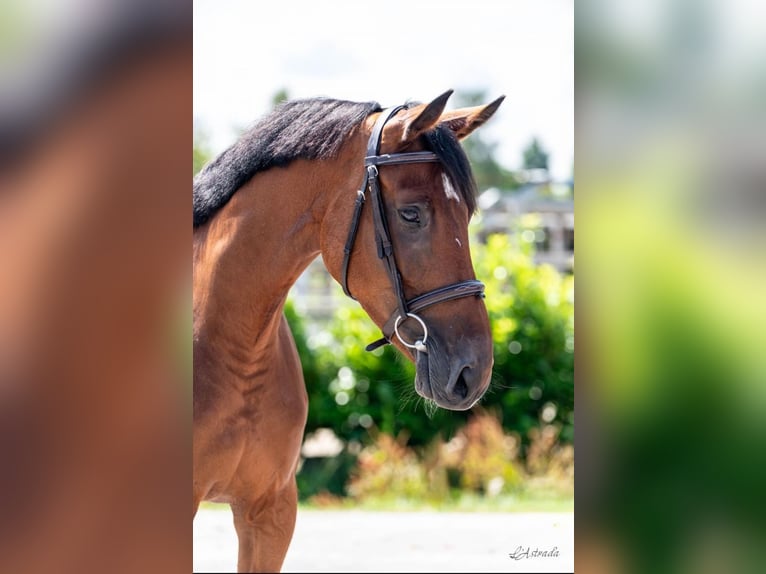 KWPN Stute 4 Jahre 167 cm Brauner in Bladel