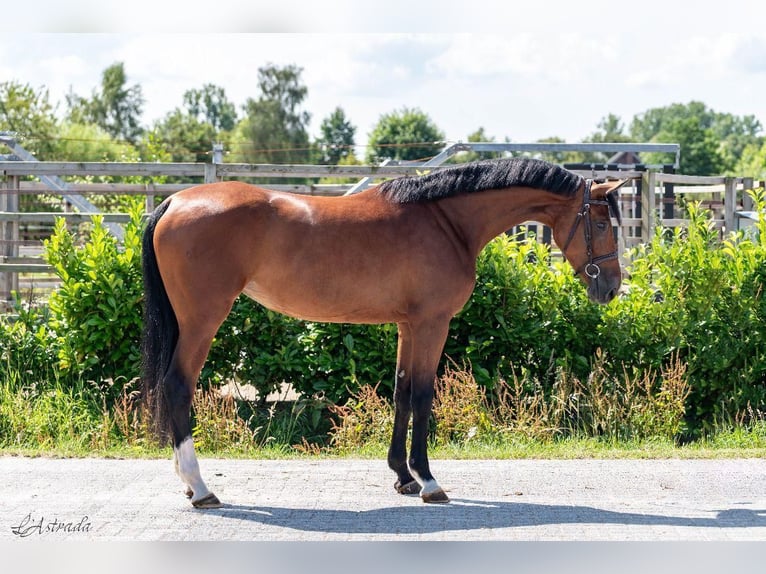 KWPN Stute 4 Jahre 167 cm Brauner in Bladel