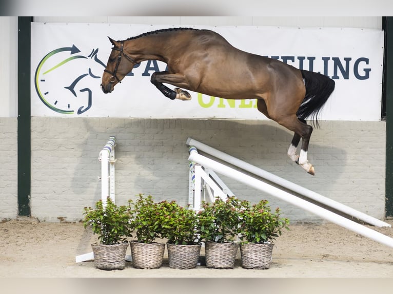 KWPN Stute 4 Jahre 167 cm Brauner in Heerde