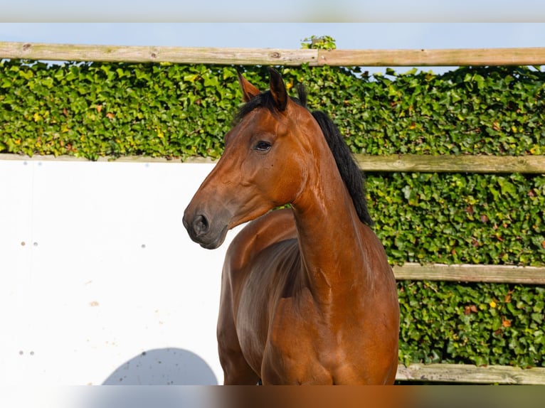 KWPN Stute 4 Jahre 167 cm Brauner in Waddinxveen