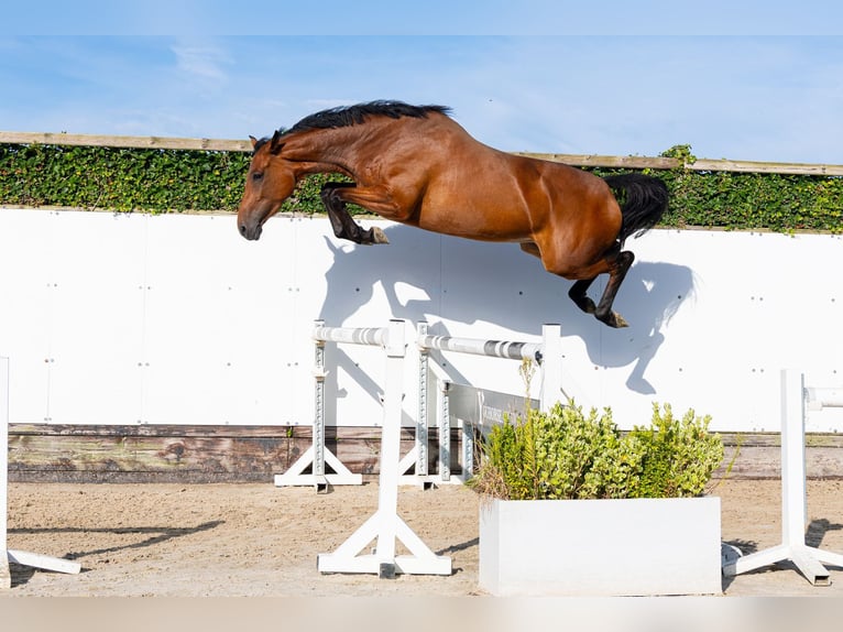 KWPN Stute 4 Jahre 167 cm Brauner in Waddinxveen