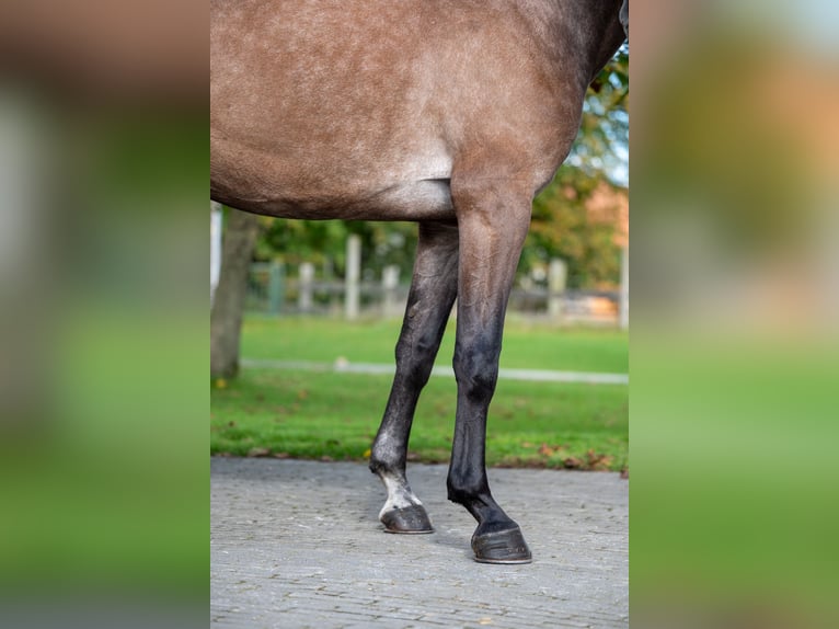 KWPN Stute 4 Jahre 167 cm Champagne in GROTE-BROGEL