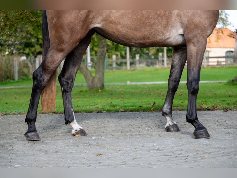 KWPN Stute 4 Jahre 167 cm Champagne in GROTE-BROGEL