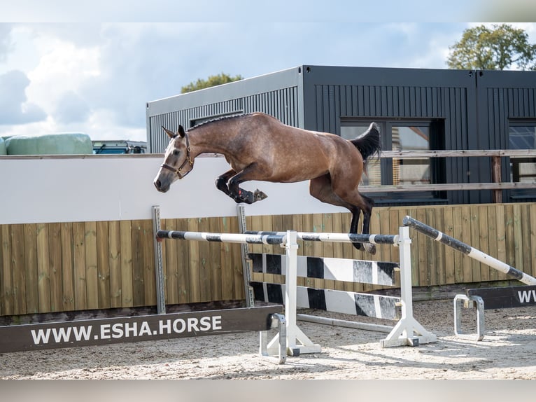 KWPN Stute 4 Jahre 167 cm Champagne in GROTE-BROGEL