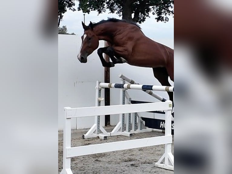 KWPN Stute 4 Jahre 167 cm Dunkelbrauner in Waddinxveen
