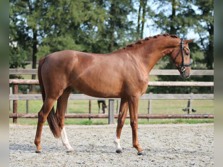 KWPN Stute 4 Jahre 167 cm Fuchs in Xanten
