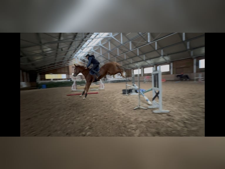 KWPN Stute 4 Jahre 167 cm Fuchs in Przywidz