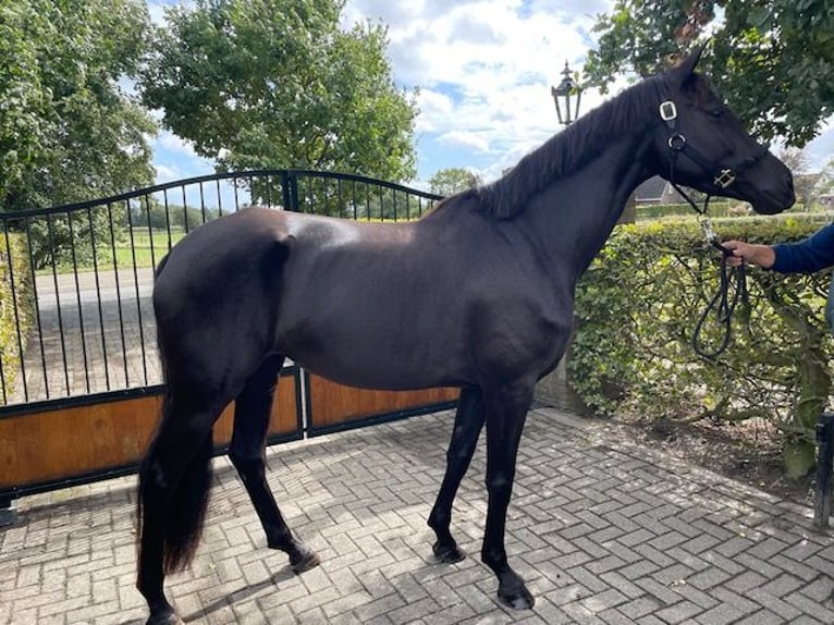 KWPN Stute 4 Jahre 167 cm Rappe in Enter KWPN Stute 4 Jahre 167 cm Rappe in Enter