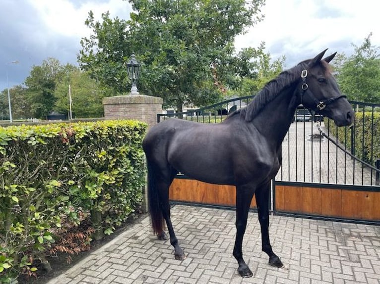 KWPN Stute 4 Jahre 167 cm Rappe in Enter KWPN Stute 4 Jahre 167 cm Rappe in Enter