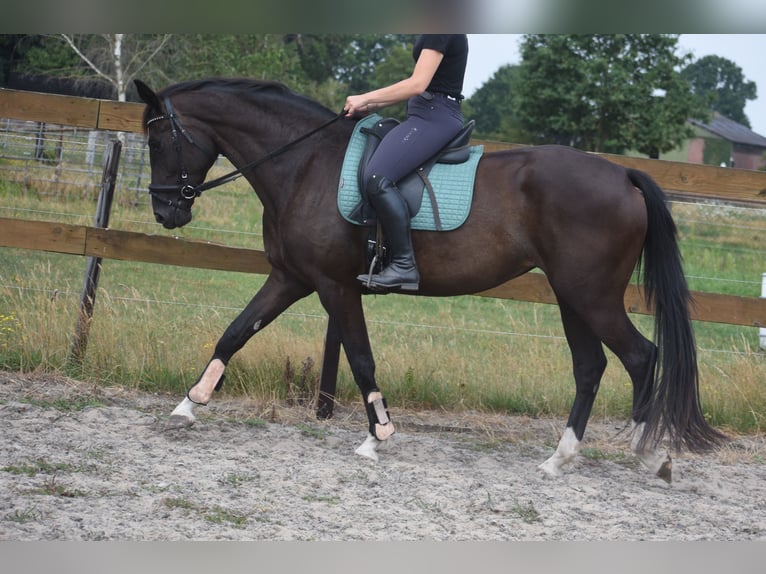 KWPN Stute 4 Jahre 167 cm Rappe in Achtmaal