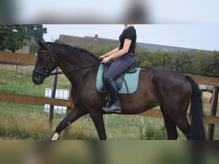 KWPN Stute 4 Jahre 167 cm Rappe in Achtmaal