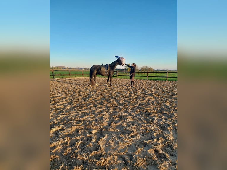 KWPN Stute 4 Jahre 167 cm Rappe in Oijen
