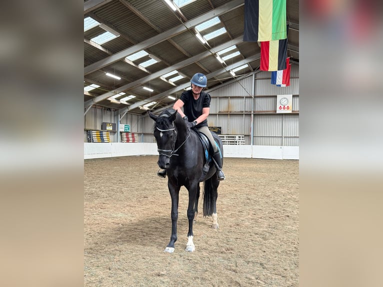 KWPN Stute 4 Jahre 167 cm Rappe in Oijen