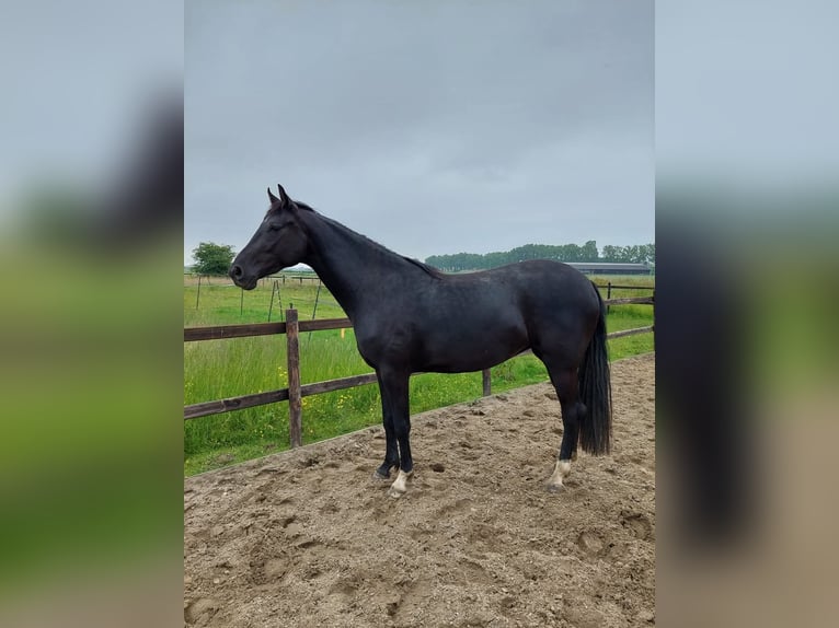 KWPN Stute 4 Jahre 167 cm Rappe in Oijen