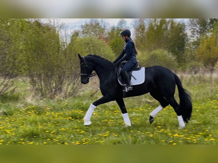 KWPN Stute 4 Jahre 167 cm Rappe in Vilnius