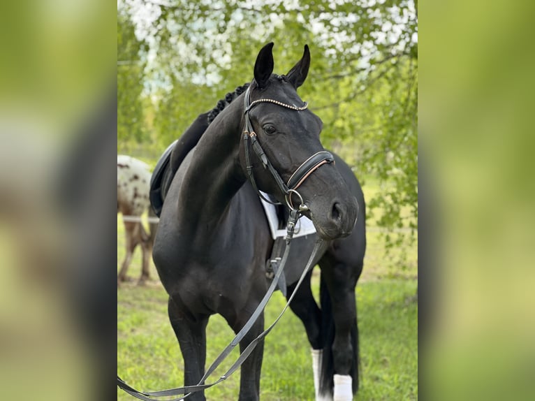 KWPN Stute 4 Jahre 167 cm Rappe in Vilnius