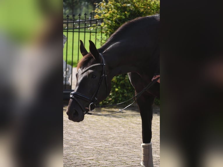 KWPN Stute 4 Jahre 167 cm Rappe in Achtmaal