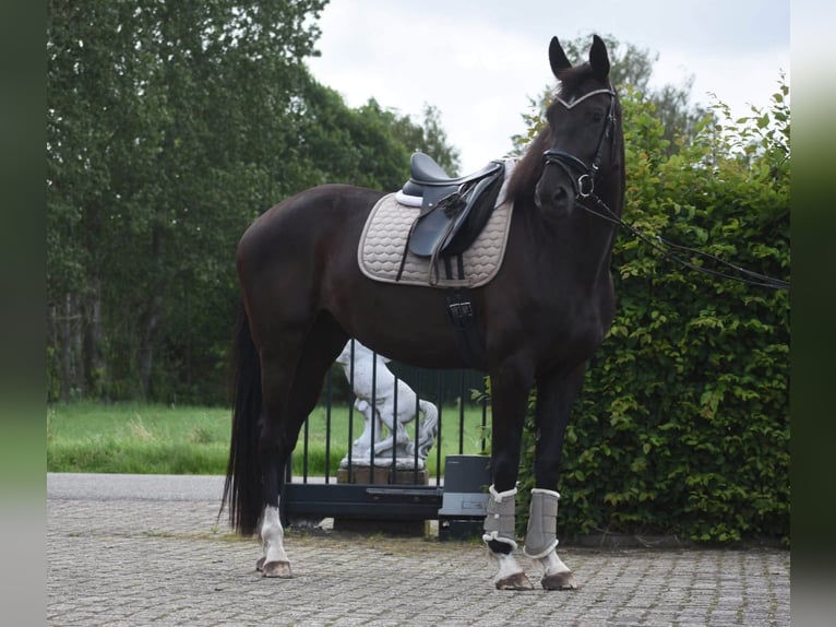 KWPN Stute 4 Jahre 167 cm Rappe in Achtmaal