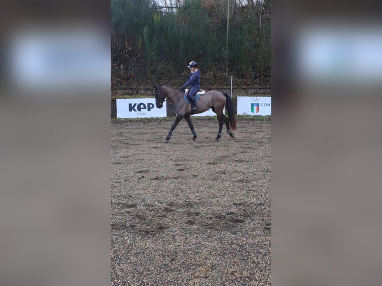 KWPN Stute 4 Jahre 167 cm Rappe in Rocca priora