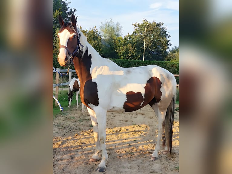 KWPN Stute 4 Jahre 167 cm Schecke in De Heurne