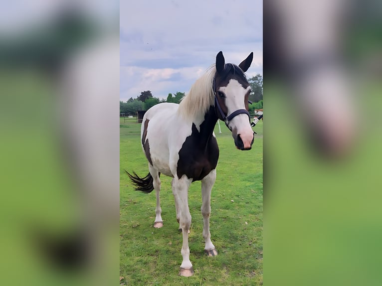 KWPN Stute 4 Jahre 167 cm Schecke in De Heurne