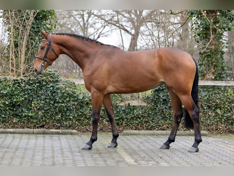 KWPN Stute 4 Jahre 167 cm  in Heerde