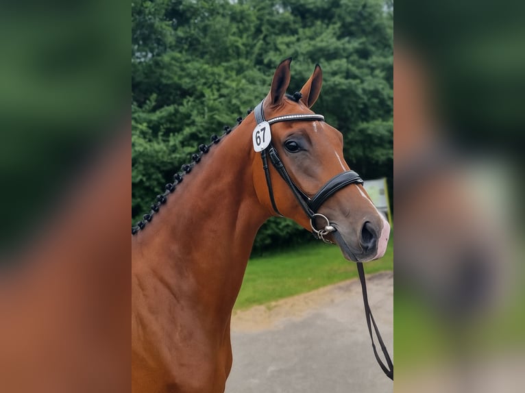 KWPN Stute 4 Jahre 168 cm Brauner in Diever KWPN Stute 4 Jahre 168 cm Brauner in Diever