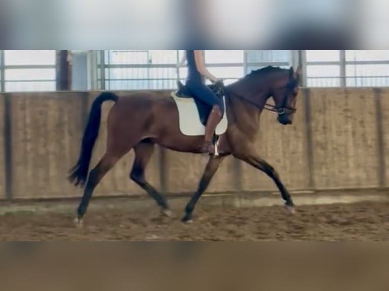 KWPN Stute 4 Jahre 168 cm Brauner in Emden