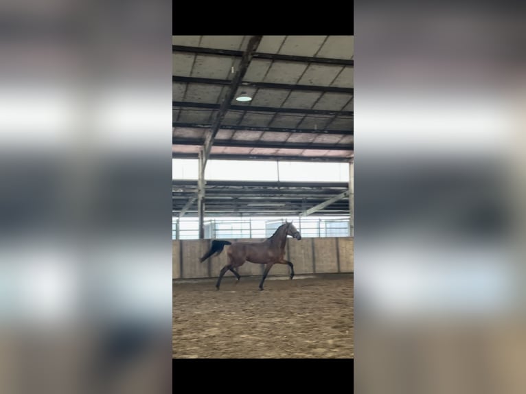 KWPN Stute 4 Jahre 168 cm Brauner in Emden