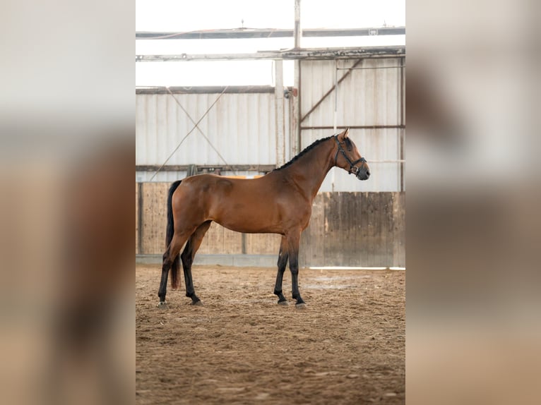 KWPN Stute 4 Jahre 168 cm Brauner in Emden