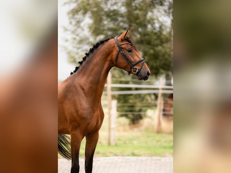 KWPN Stute 4 Jahre 168 cm Brauner in Emden