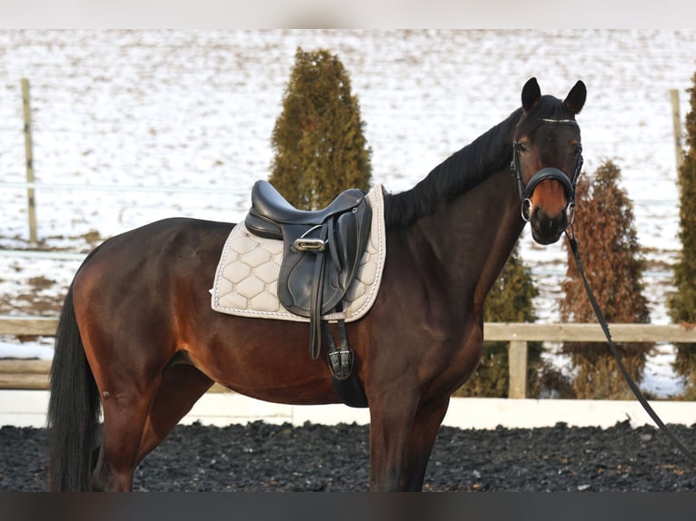 KWPN Stute 4 Jahre 168 cm Brauner in St Marein bei Graz