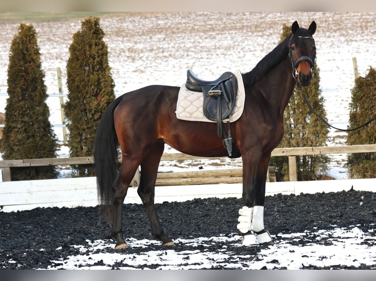 KWPN Stute 4 Jahre 168 cm Brauner in St Marein bei Graz